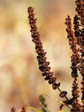 Rumex stenophyllus. Часть соплодия. Приморский край, Уссурийский ГО, окр. ж.-д. пл. 9194 км, дол. р. Раздольная на левом берегу, пойма, галечниковые отложения. 22.09.2025.