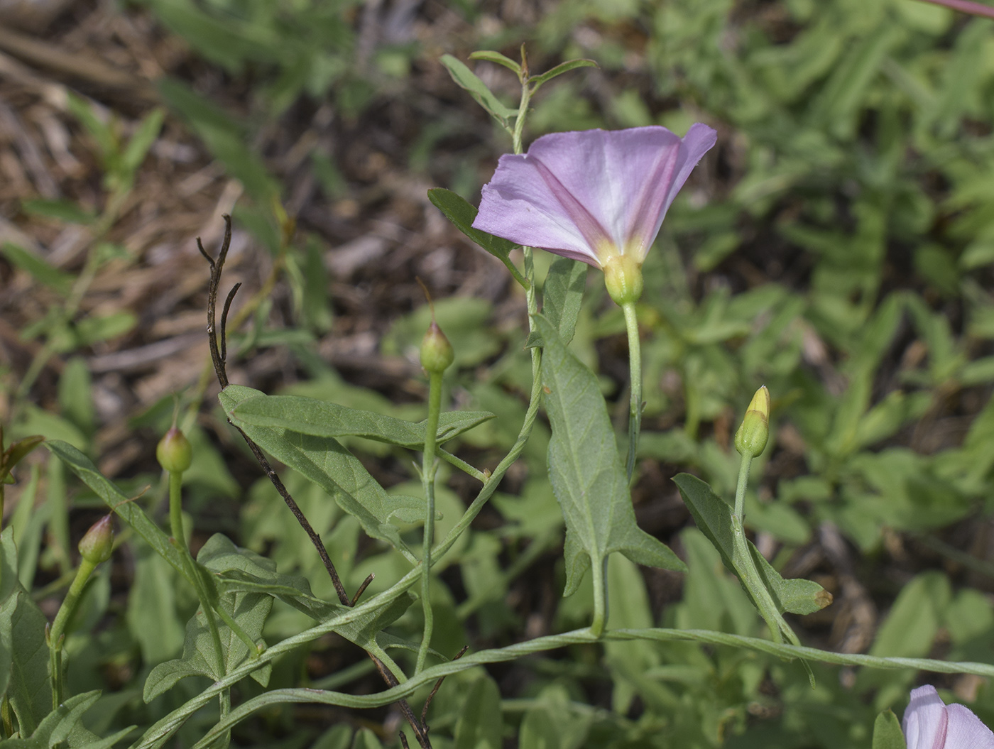 Изображение особи Convolvulus arvensis.
