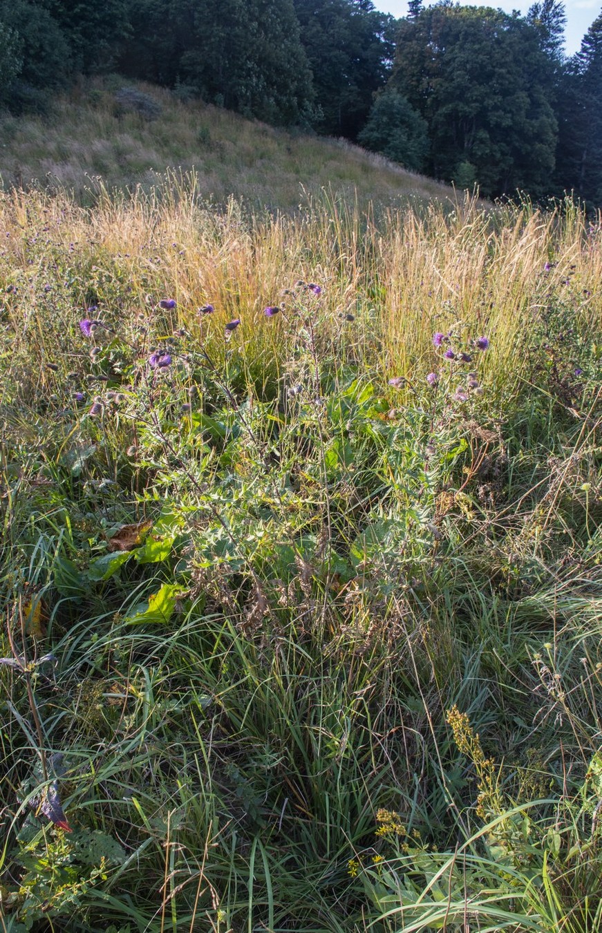 Изображение особи Cirsium gagnidzei.