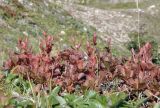Arctous erythrocarpa. Плодоносящие растения. Камчатский край, Елизовский р-н, склон горы Летняя Поперечная, цирк Большая Чаша, кустарничковая тундра. 03.09.2025.