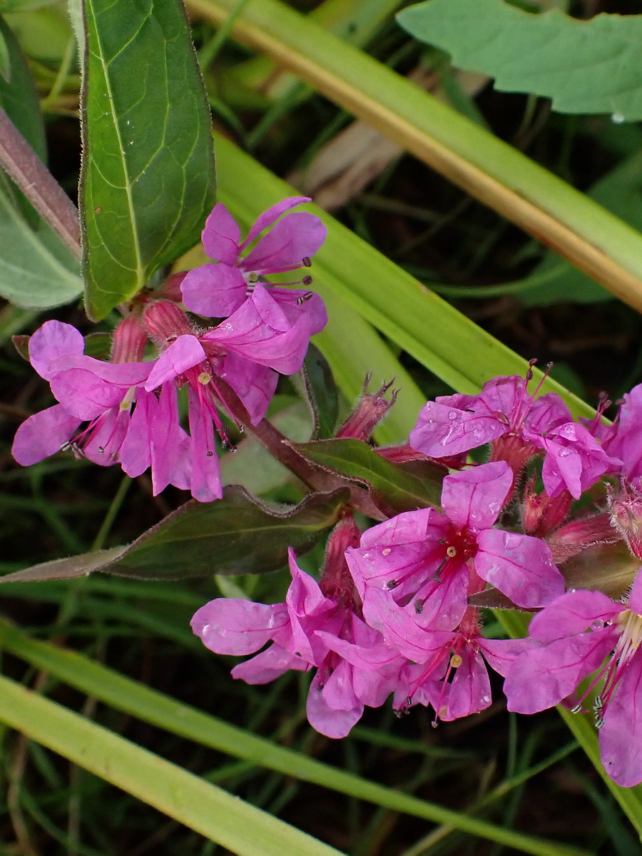 Изображение особи Lythrum salicaria.