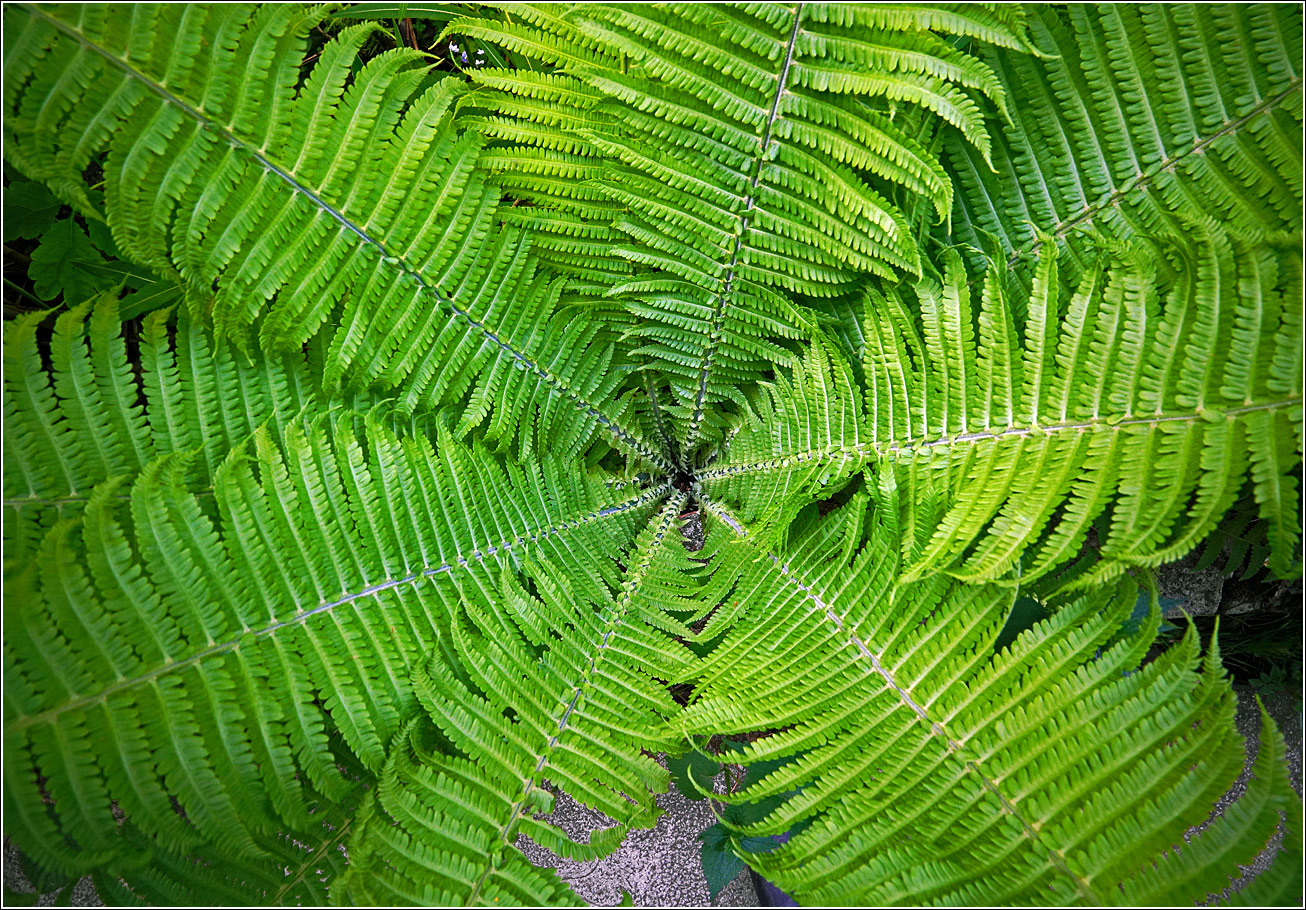Изображение особи Matteuccia struthiopteris.