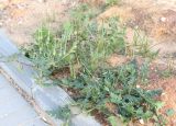 Erodium ciconium. Плодоносящее растение. Израиль, г. Кирьят-Оно, у дороги. 28.02.2011.