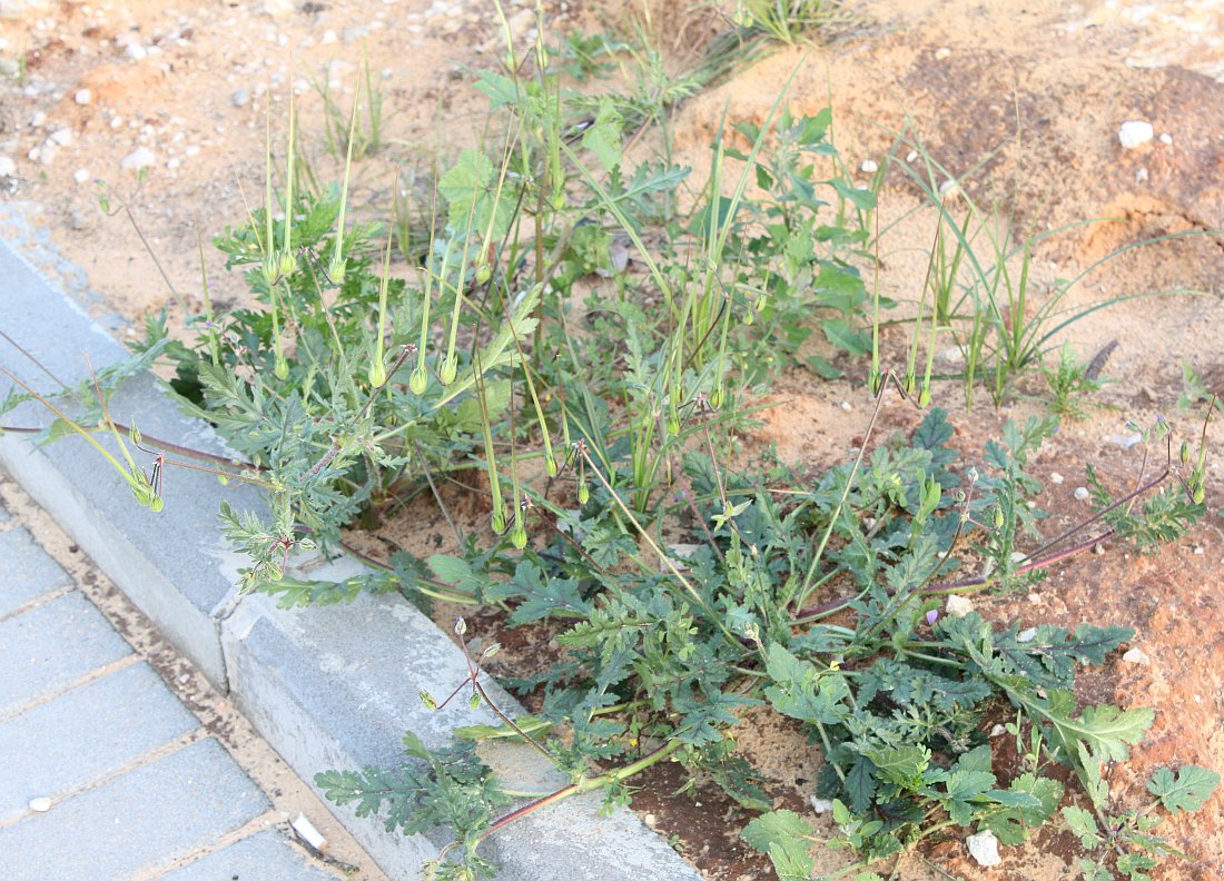 Image of Erodium ciconium specimen.