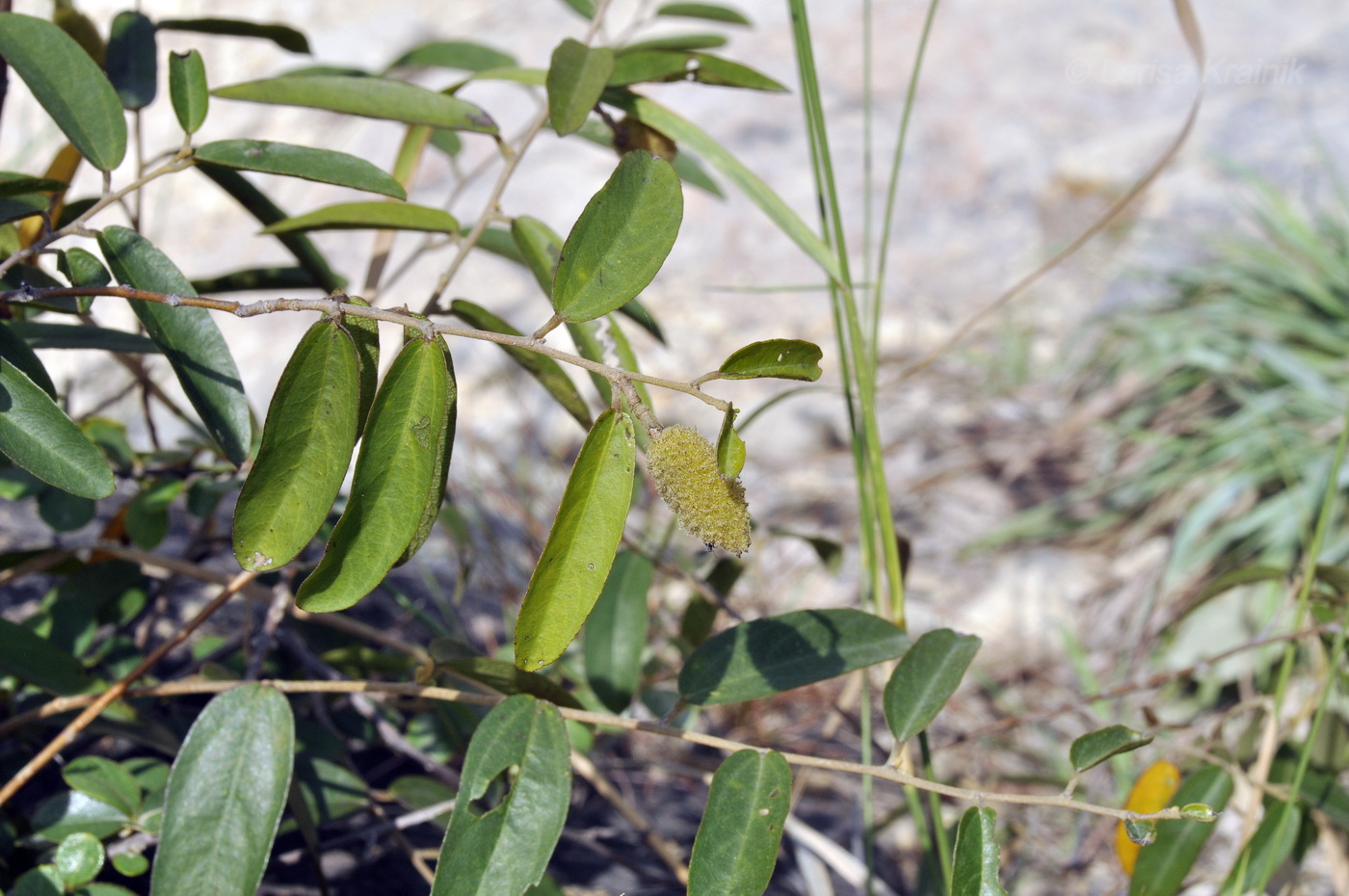 Изображение особи Helicteres angustifolia.