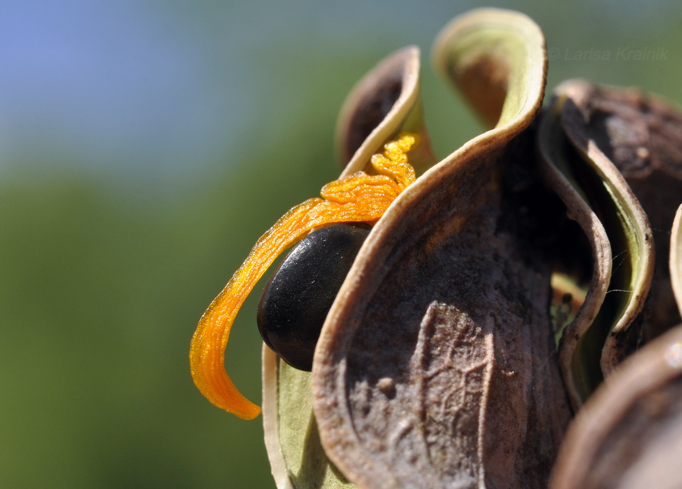 Image of Acacia auriculiformis specimen.