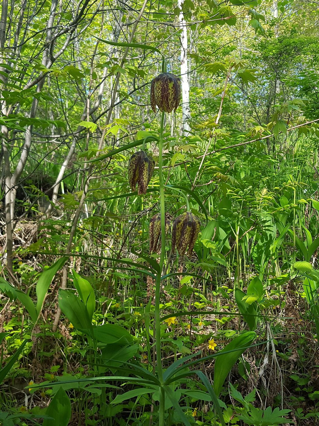 Image of Fritillaria maximowiczii specimen.