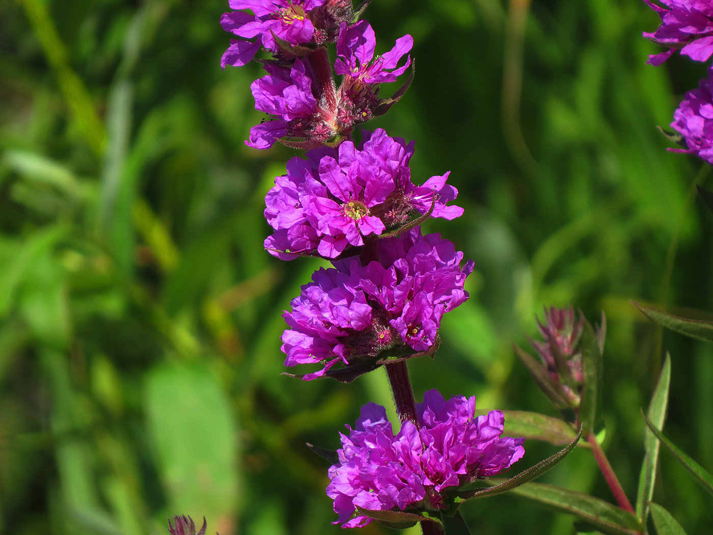 Изображение особи Lythrum salicaria.