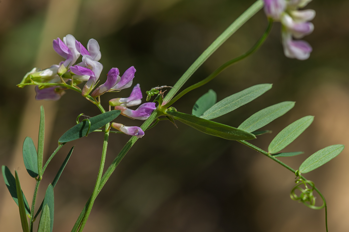 Image of Vicia biennis specimen.