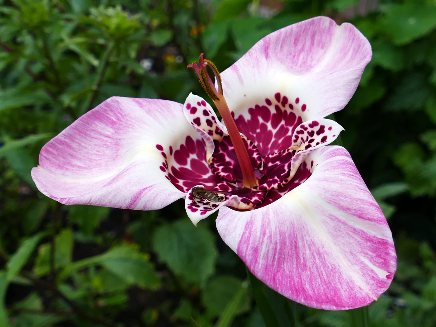 Изображение особи Tigridia pavonia.