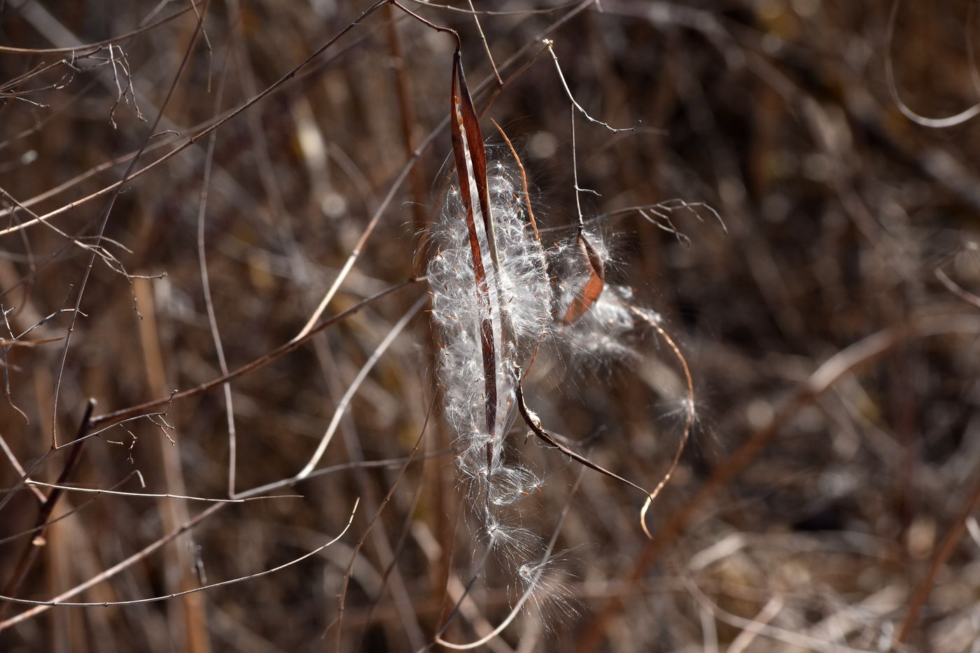 Image of Trachomitum sarmatiense specimen.