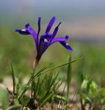 Iris uniflora. Цветущее растение. Приморский край, Хасанский р-н, гора Голубиный Утёс. 19.05.2009.