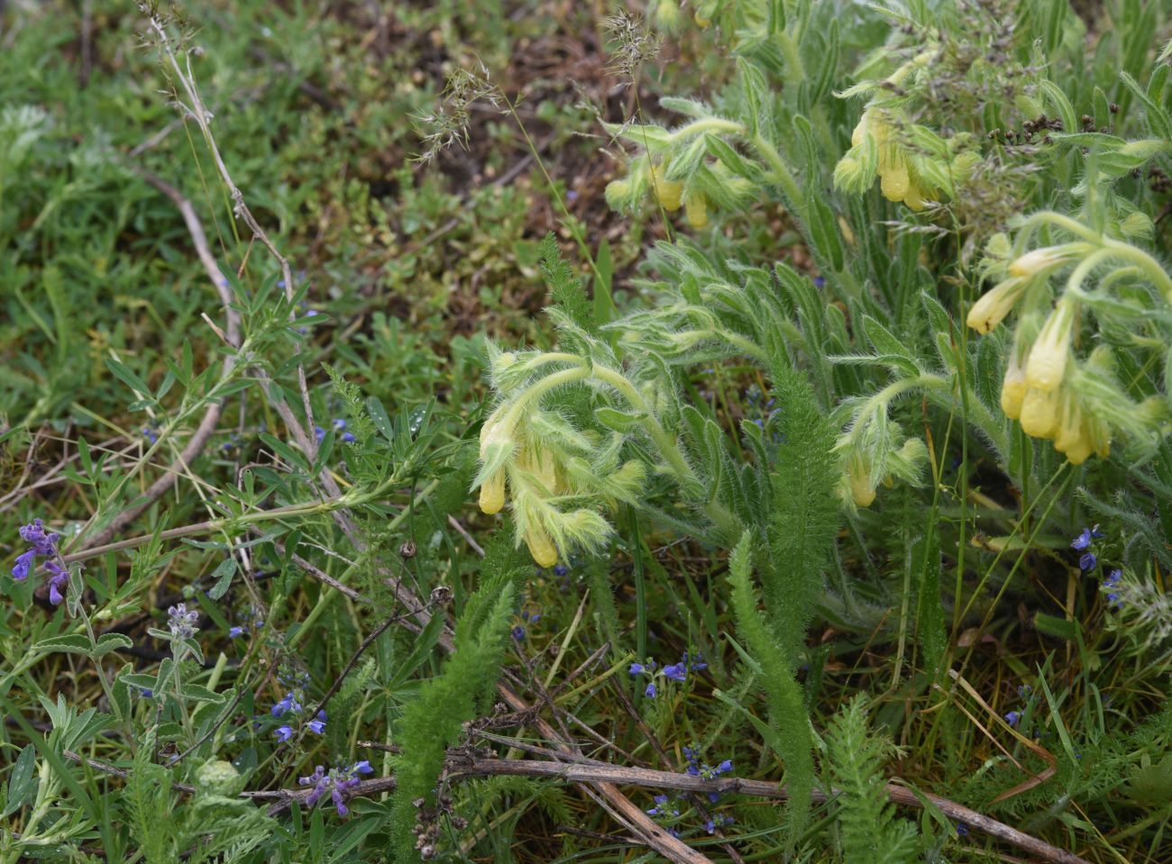 Image of genus Onosma specimen.