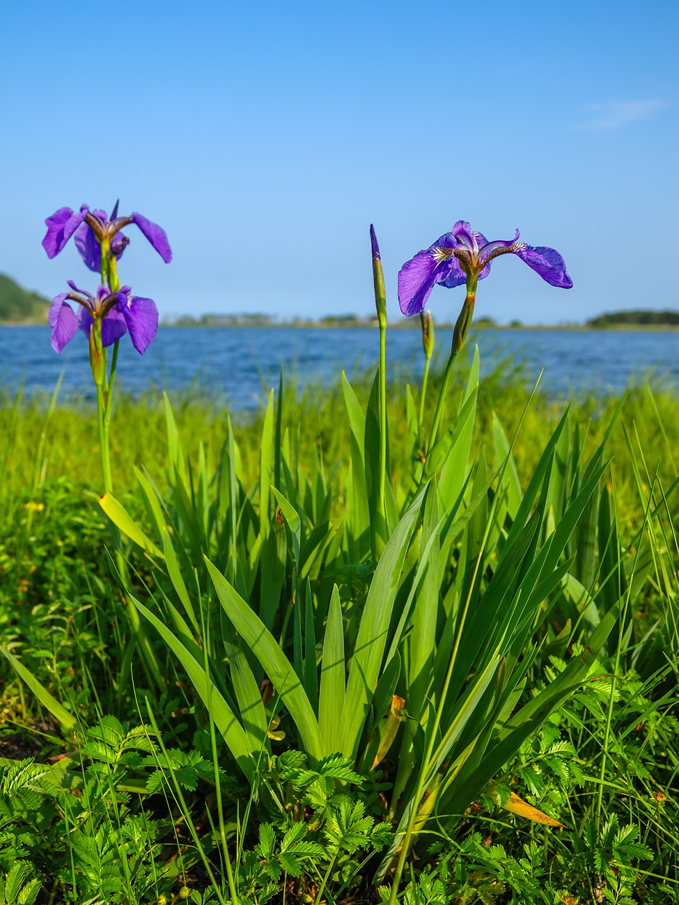 Изображение особи Iris setosa.