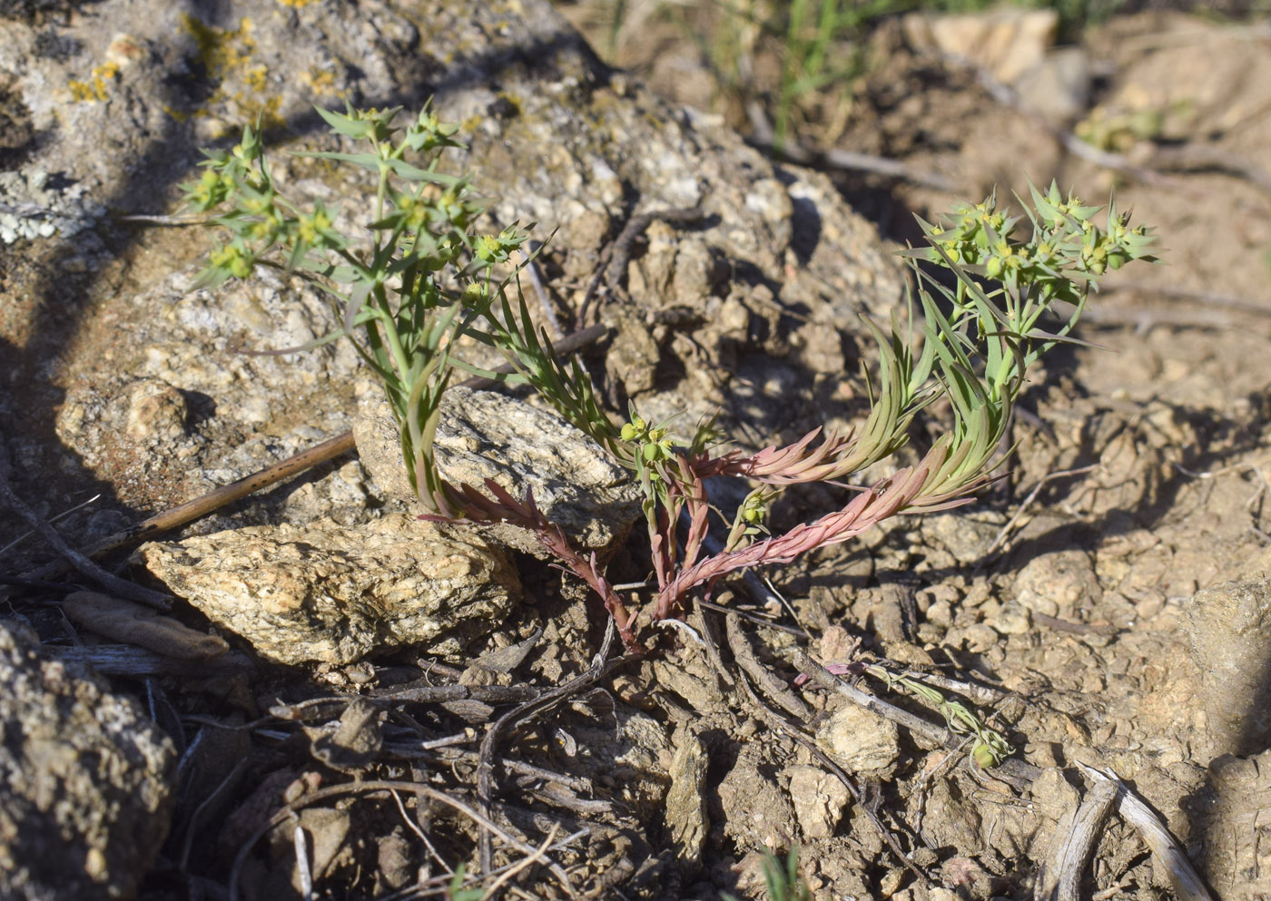 Image of Euphorbia exigua specimen.