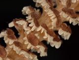 Image of taxon representative. Author is Александр Зорин