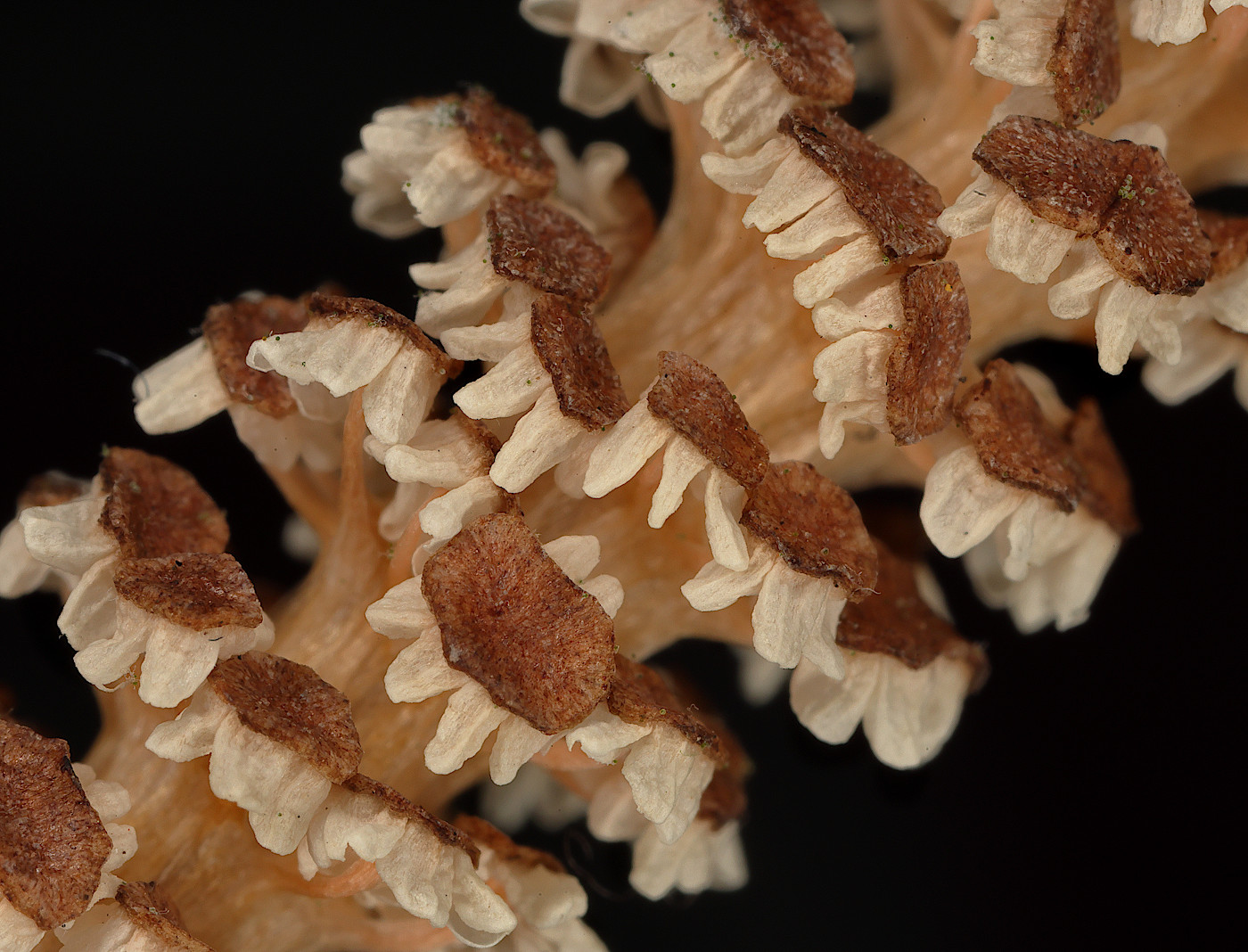 Image of Equisetum arvense specimen.