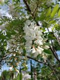 Robinia pseudoacacia. Соцветие. ЛНР, г. Северодонецк, у открытого теннисного корта. 16.05.2026.