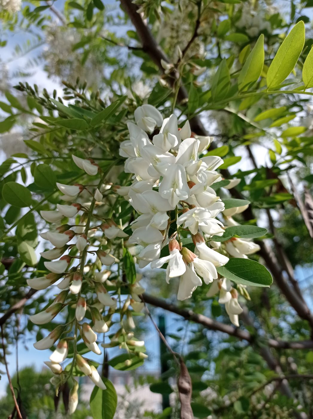 Image of Robinia pseudoacacia specimen.