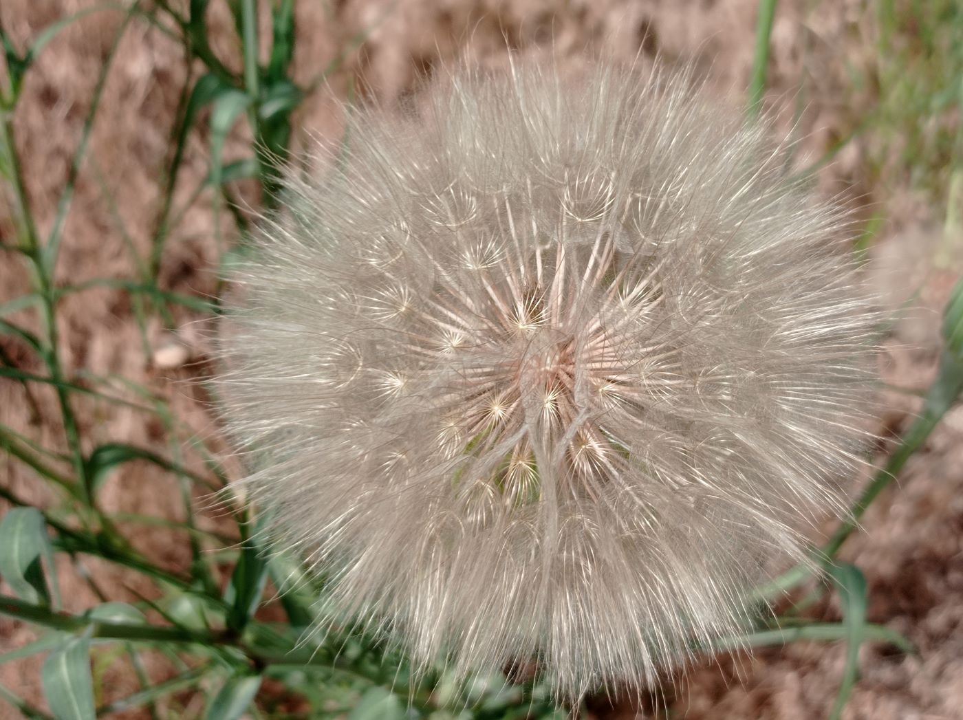 Изображение особи Tragopogon dubius.