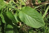 Symphytum asperum. Лист с миной. Санкт-Петербург, Кировский р-н, двор жилого дома, газон. 19.06.2026.