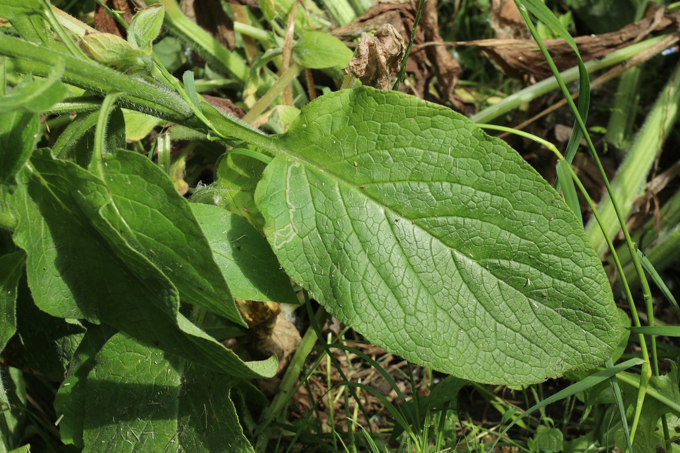 Изображение особи Symphytum asperum.