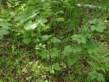 Ribes palczewskii. Вегетирующие растения. Хабаровский край, г. Комсомольск-на-Амуре, ООПТ \"Кедрово-тисовая роща\", лиственный лес. 24.05.2026.