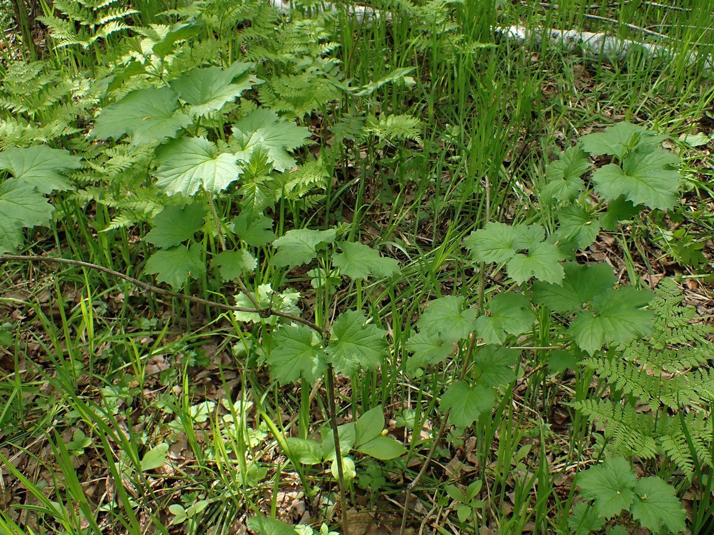 Image of Viburnum sargentii specimen.