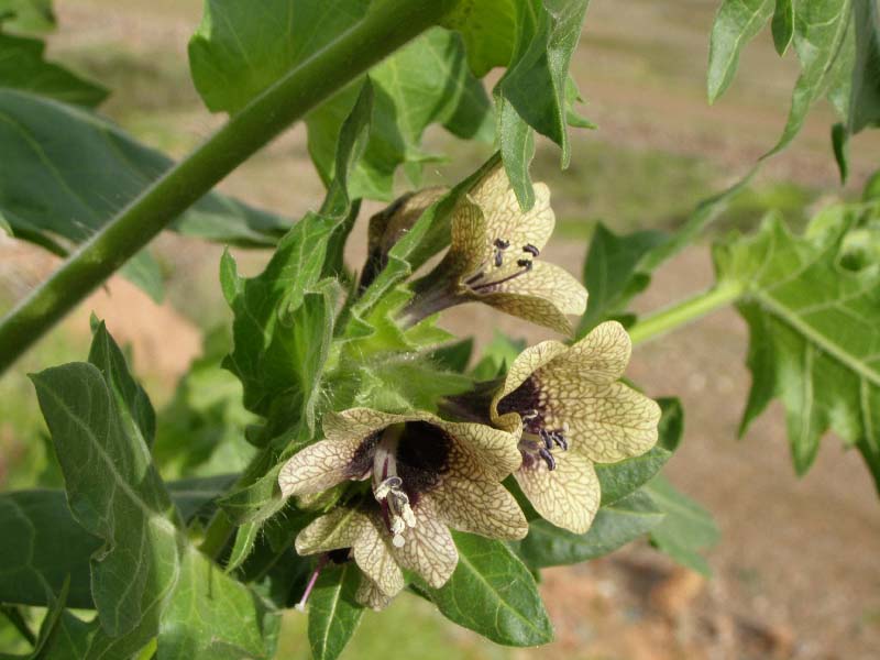 Image of Hyoscyamus niger specimen.