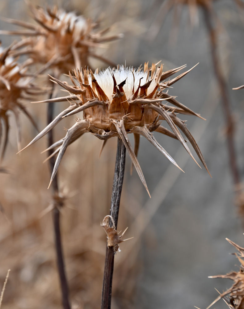 Image of Silybum marianum specimen.