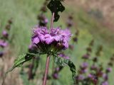 Phlomoides tuberosa
