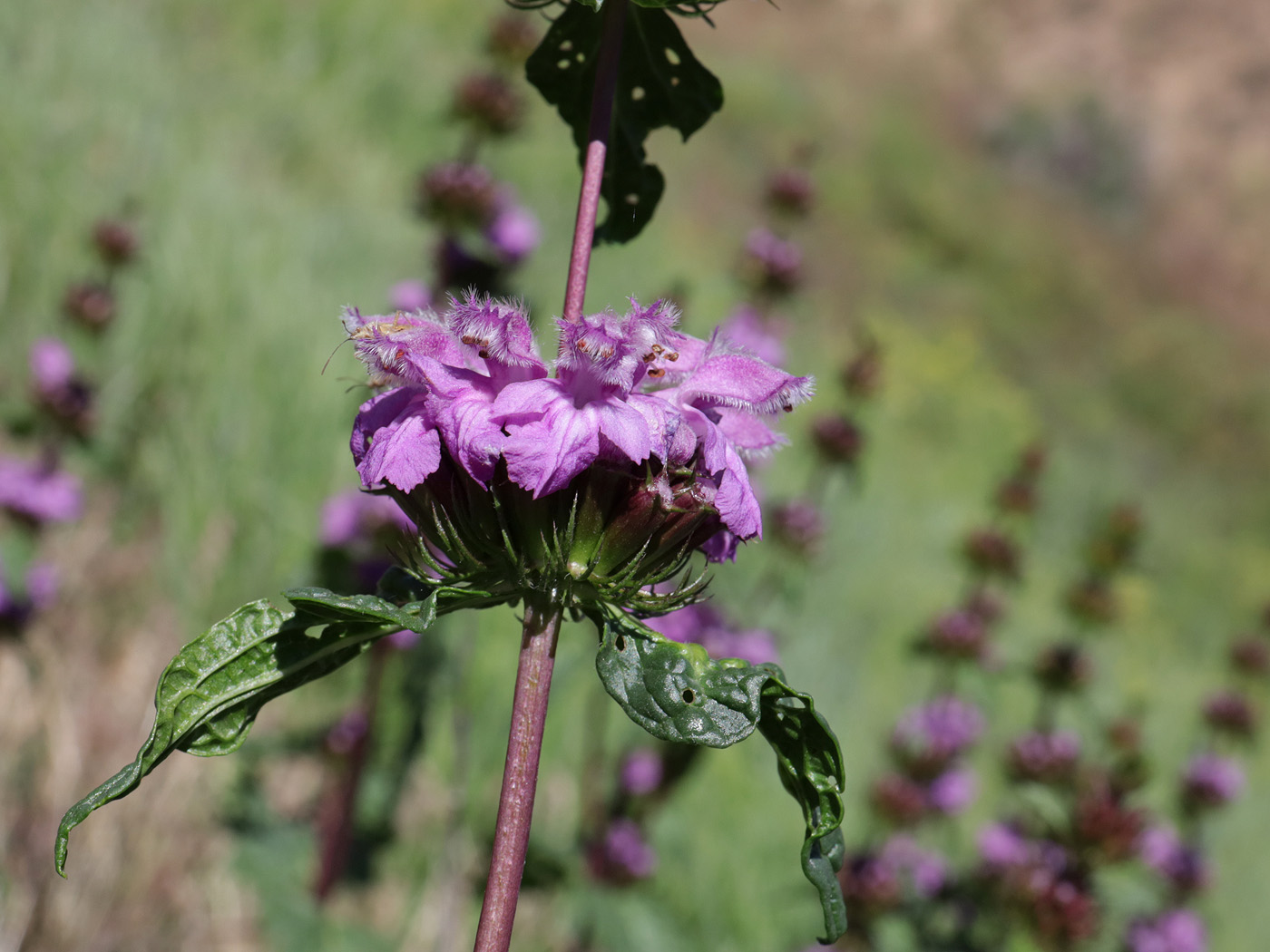 Image of Phlomoides tuberosa specimen.