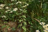 Pyrethrum parthenifolium. Цветущие растения. Турция, ил Артвин, дер. Багджилар (Bağcılar), на склоне. 12 июня 2026 г.
