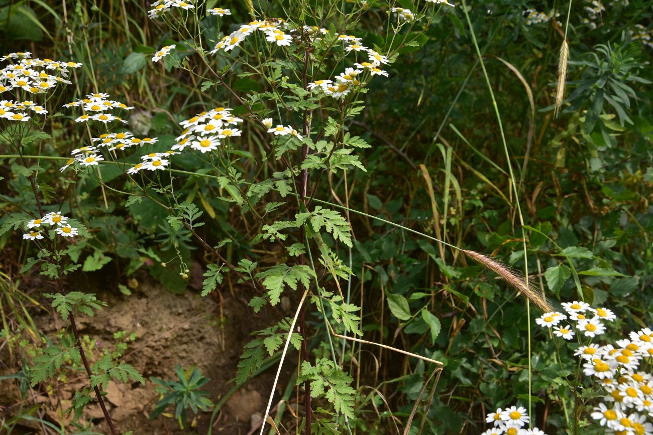 Изображение особи Pyrethrum parthenifolium.