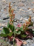 Rheum lucidum