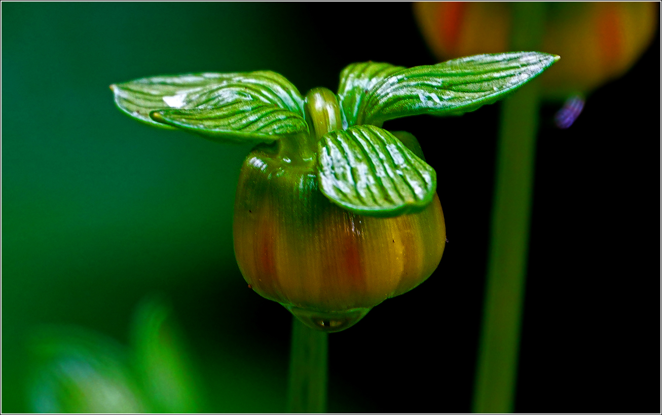 Изображение особи Dahlia × cultorum.