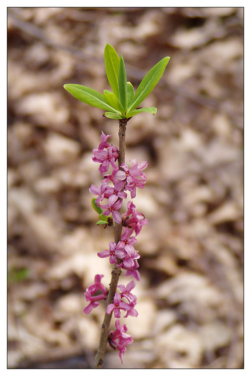 Image of Daphne mezereum specimen.