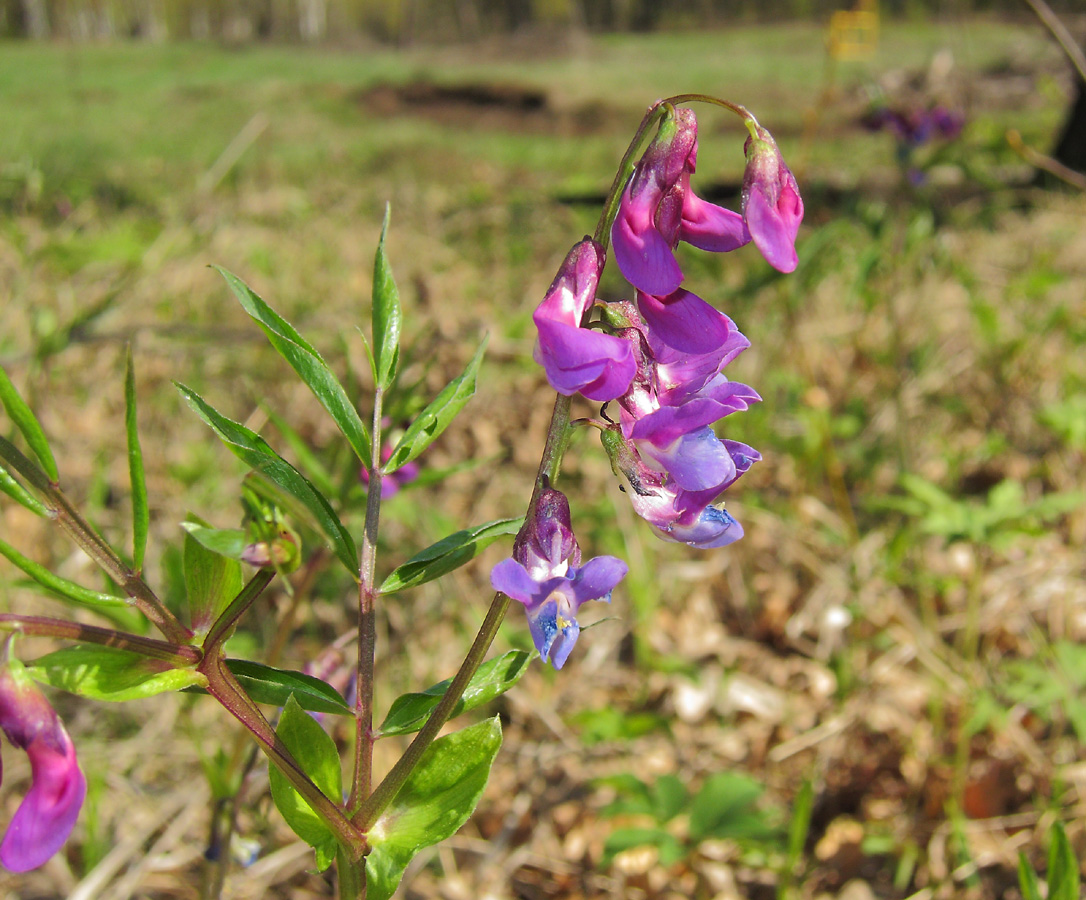 Image of Lathyrus vernus specimen.