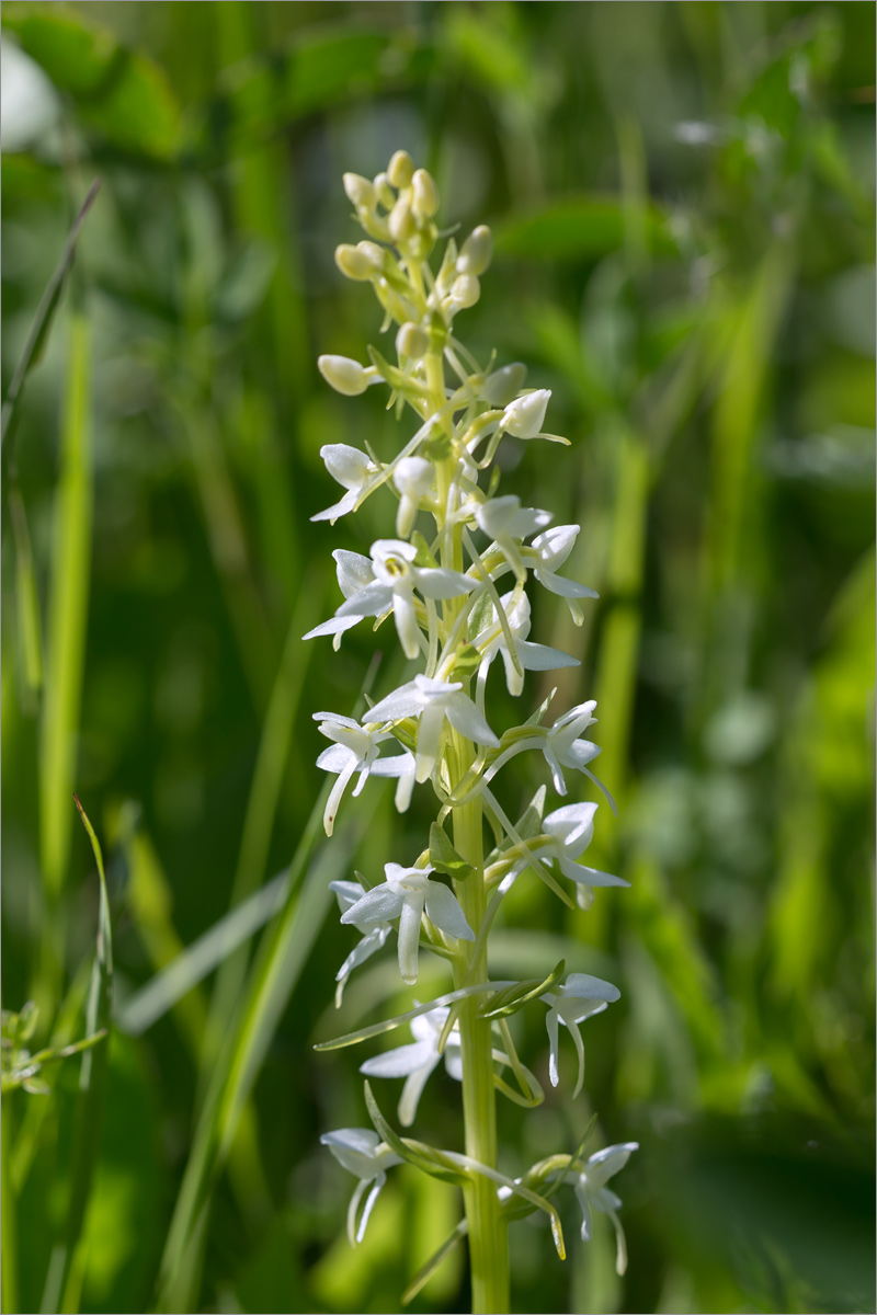 Image of Platanthera bifolia specimen.