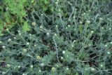 genus Anthemis. Растение с развивающимися соцветиями. Турция, ил Артвин, р-н Юсуфели, выше дер. Гюльпынар, выс. 1745 м н.у.м., на склоне. 13 июня 2026 г.