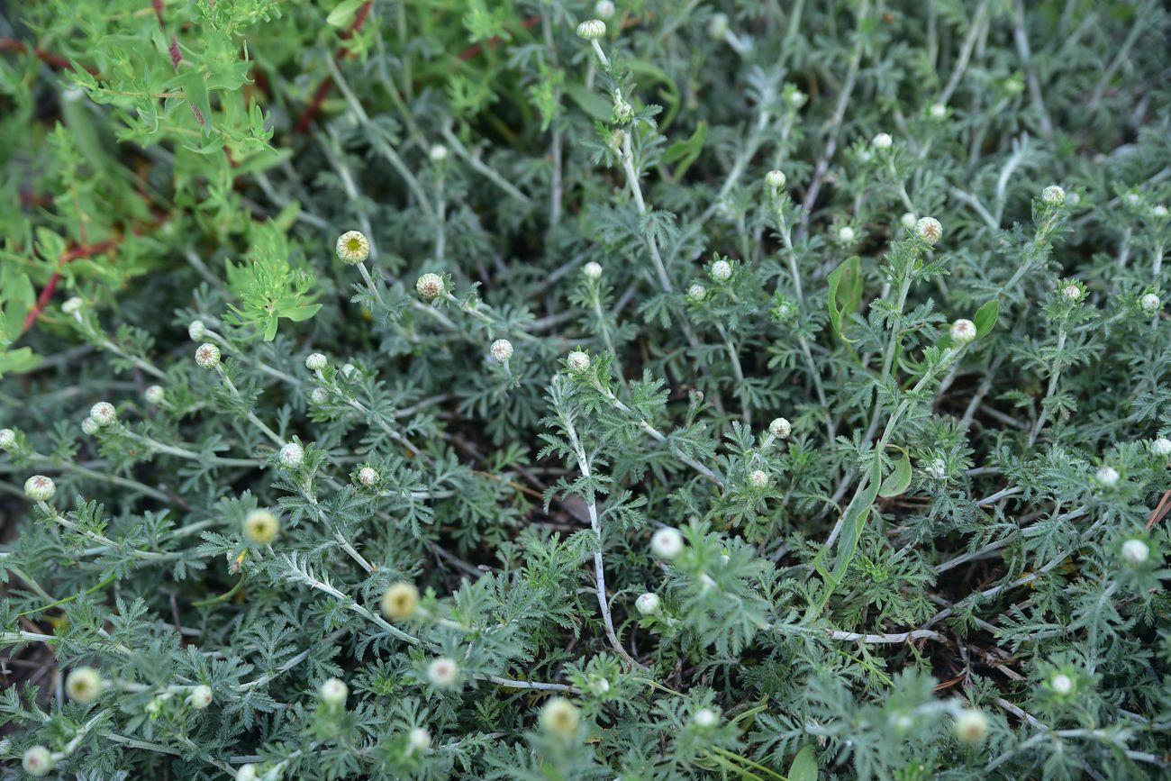 Image of genus Anthemis specimen.