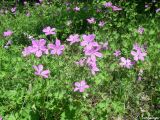 Geranium asphodeloides. Куртина цветущих растений. Крым, Байдарская долина, окр. с. Кизиловое. 18.05.2010.