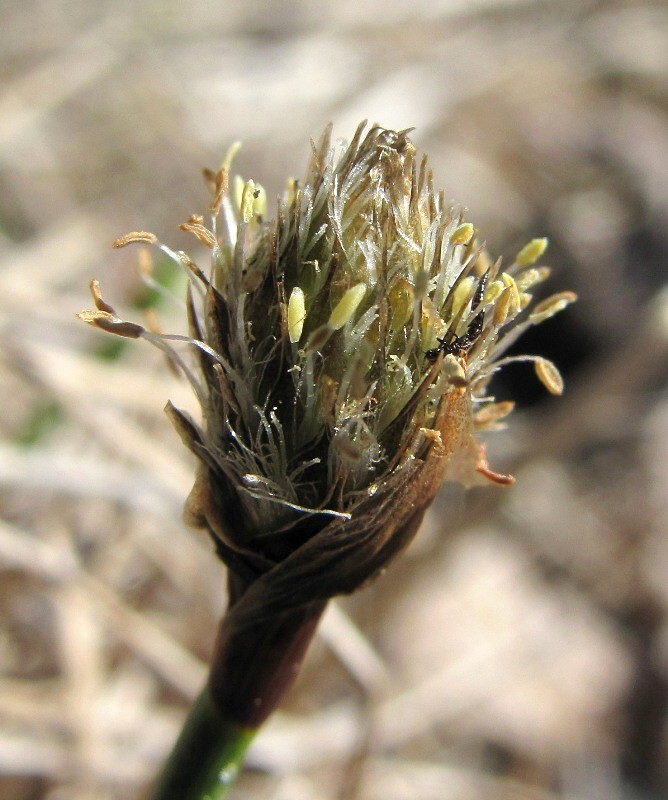 Image of Eriophorum scheuchzeri specimen.