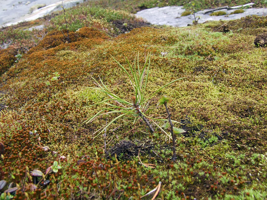 Изображение особи Pinus friesiana.