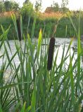 Typha latifolia. Верхушка плодоносящего растения. Владимирская обл., Гусь-Хрустальный р-н, национальный парк \"Мещёра\", пос. Уршель, пруд. 11.08.2009.