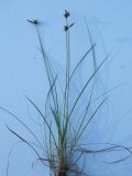 Carex supina