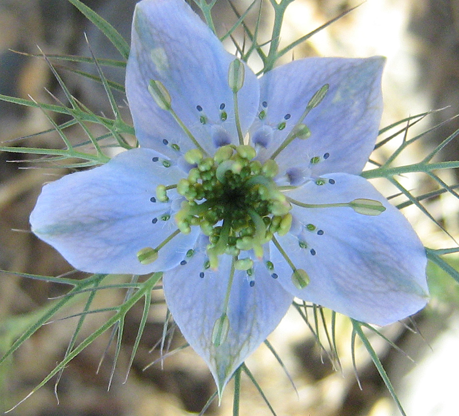 Изображение особи Nigella elata.