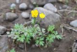 Ranunculus repens