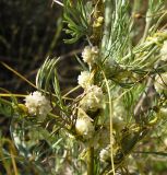 Cuscuta approximata