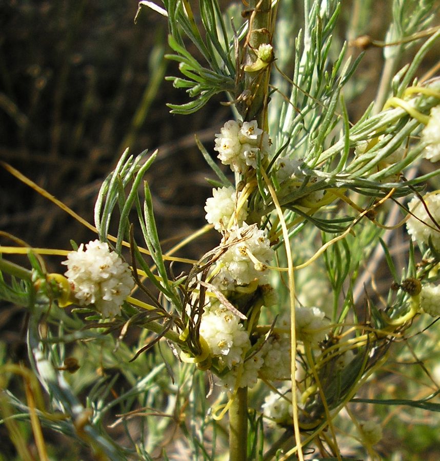 Изображение особи Cuscuta approximata.